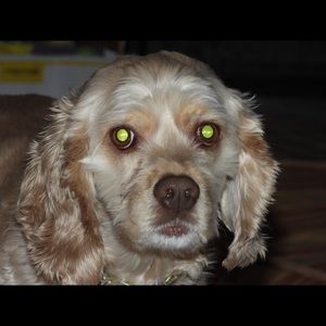 Meet your Posher, Donna